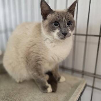 Siamese Cats Available for Adoption - MSSC-Stray-114472 KIKI | PetCurious