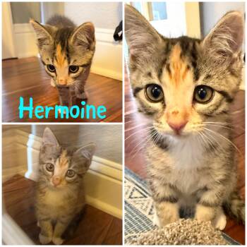 Hermione -  Calico Cat for Adoption in Bentonville, Arkansas - Hermione | PetCurious