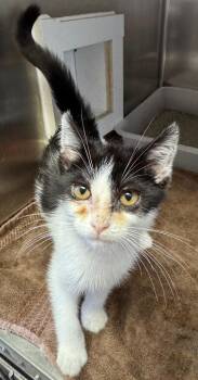 Calista -  Domestic Short Hair Cat for Adoption in Tomah, Wisconsin - Calista | PetCurious
