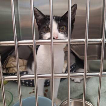 Pepper -  Domestic Short Hair Cat for Adoption in Attica, New York - Pepper | PetCurious