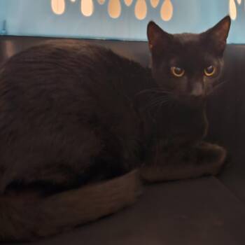 Toothless -  Domestic Short Hair Cat for Adoption in Clearwater, Florida - Toothless | PetCurious