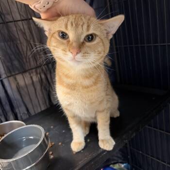 Domestic Short Hair Cats Available for Adoption in Saint Charles, Missouri - Aster | PetCurious