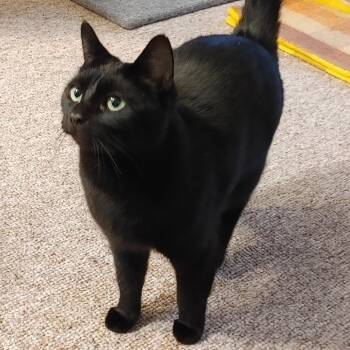 Baby -  Domestic Short Hair Cat for Adoption in Springfield, Oregon - Baby | PetCurious
