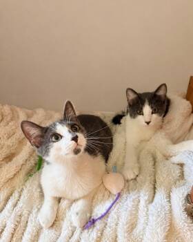 Jorge (an unhoused mans) beloved Twins (BONDED) -  Russian Blue and Domestic Short Hair Cat for Adoption in Boca Raton, Florida - Jorge (an Unhoused Mans) Beloved Twins (BONDED) | PetCurious