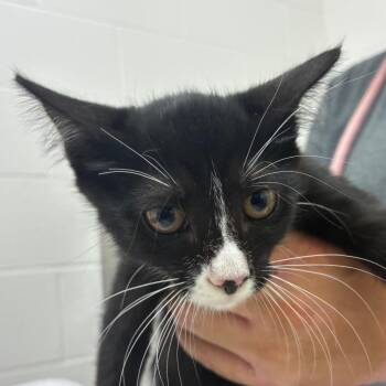 Celine -  Domestic Short Hair Cat for Adoption in Corpus Christi, Texas - Celine | PetCurious