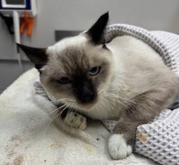 Rescue Siamese Cats for Adoption in San Luis Obispo, California - Maverick | PetCurious