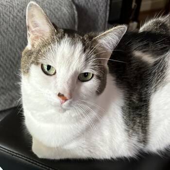 Fuzz -  Domestic Short Hair and Mixed Breed Cat for Adoption in Fairfax Station, Virginia - Fuzz | PetCurious