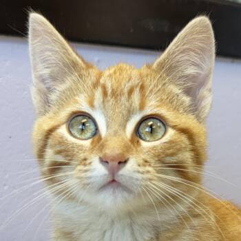 Colby -  Domestic Short Hair Cat for Adoption in Jefferson, Wisconsin - Colby | PetCurious