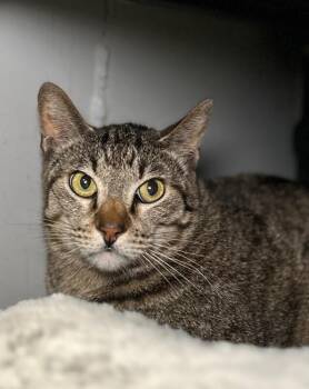 Domestic Short Hair Cats Available for Adoption in Fruit Heights, Utah - Baloo | PetCurious