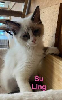 Su Ling -  Domestic Short Hair Cat for Adoption in Zimmerman, Minnesota - Su Ling | PetCurious