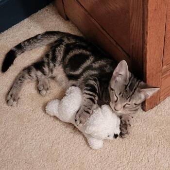 Baverstock -  Domestic Short Hair Cat for Adoption in Fredericksburg, Virginia - Baverstock | PetCurious