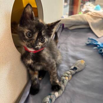 Katana -  Domestic Short Hair Cat for Adoption in West Palm Beach, Florida - Katana | PetCurious