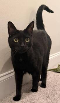 Domestic Short Hair Cats Available for Adoption in Fayetteville, North Carolina - Luna | PetCurious