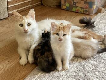 Aura -  Domestic Long Hair Cat for Adoption in Diamond Springs, California - Aura | PetCurious