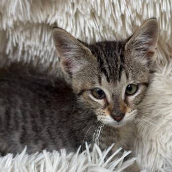 Boochie -  Domestic Short Hair Cat for Adoption in Huntsville, Alabama - Boochie | PetCurious