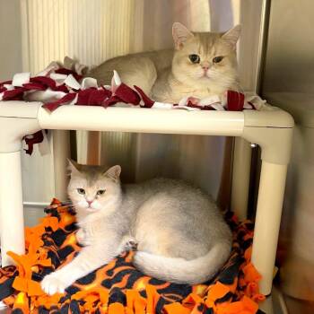 Piki -  British Shorthair and Domestic Short Hair Cat for Adoption in Woodinville, Washington - Piki | PetCurious