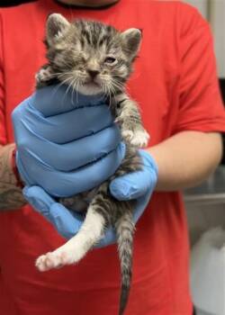 Domestic Short Hair Cats Available for Adoption in San Bernardino, California - KAKASHI | PetCurious