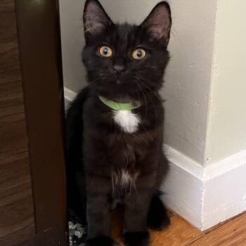 Licorice -  American Shorthair Cat for Adoption in Hull, Massachusetts - Licorice | PetCurious