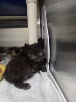 JELLY -  Domestic Medium Hair Cat for Adoption - JELLY | PetCurious