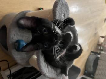 Adrian -  Tuxedo Cat for Adoption in Wheeling, Illinois - Adrian | PetCurious