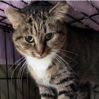 Naomi -  Domestic Short Hair Cat for Adoption in Washington, District Of Columbia - Naomi | PetCurious