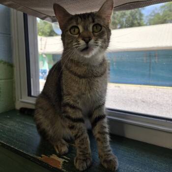 Domestic Short Hair Cats Available for Adoption in Newport, Tennessee - Firefly | PetCurious