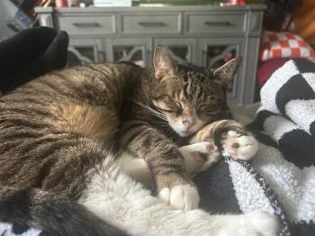 Rescue Domestic Short Hair Cats for Adoption in Pikesville, Maryland - Millie | PetCurious