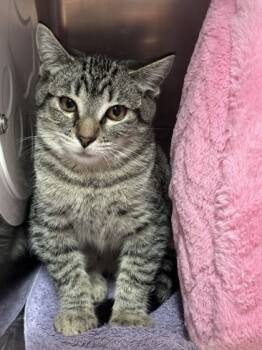 Rescue Domestic Short Hair Cats for Adoption in Roseville, California - Martian | PetCurious