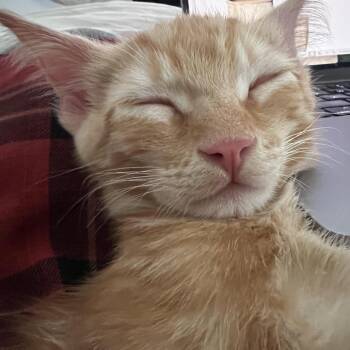 Snarf -  Domestic Short Hair Cat for Adoption in Los Angeles, California - Snarf | PetCurious