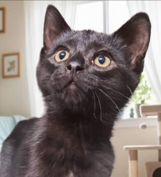 Rescue Domestic Short Hair Cats for Adoption in Barron, Wisconsin - Rudolph Ramón | PetCurious