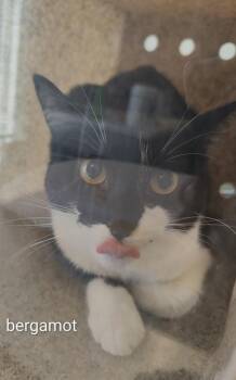 Domestic Short Hair Cats Available for Adoption in Lafayette, Indiana - Bergamot | PetCurious