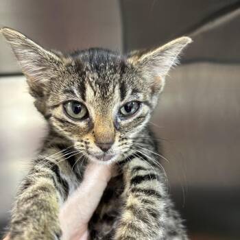 Baby -  Domestic Short Hair Cat for Adoption in Leander, Texas - Baby | PetCurious