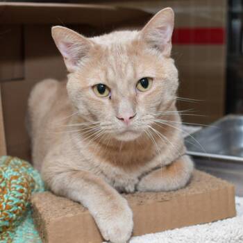 Lino -  Domestic Short Hair Cat for Adoption in Des Moines, Iowa - Lino | PetCurious