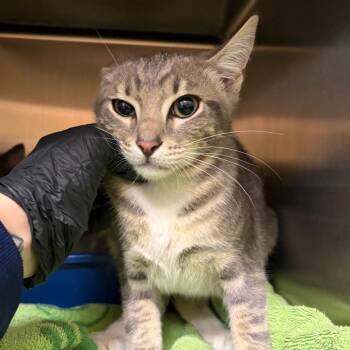 Tinky-Winky -  Domestic Short Hair Cat for Adoption in Keizer, Oregon - Tinky-Winky | PetCurious