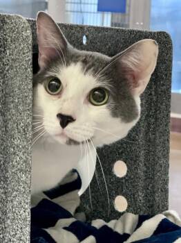 Cloud -  Domestic Medium Hair Cat for Adoption in Austin, Texas - Cloud | PetCurious