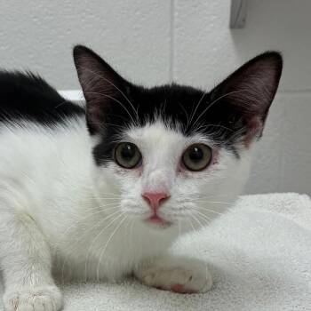 Woodstock -  Domestic Short Hair Cat for Adoption in Corpus Christi, Texas - Woodstock | PetCurious