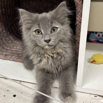 Boop -  Domestic Long Hair Cat for Adoption in Warwick, Rhode Island - Boop | PetCurious