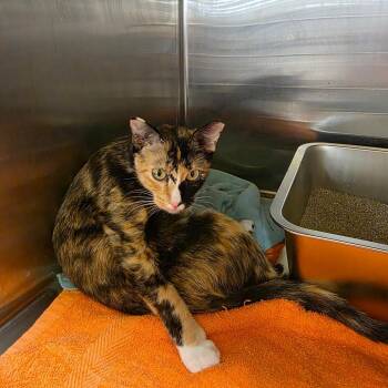 Calypso -  Domestic Short Hair Cat for Adoption in Fort Worth, Texas - Calypso | PetCurious