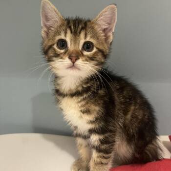 Marta -  Domestic Short Hair Cat for Adoption in Chattanooga, Tennessee - Marta | PetCurious