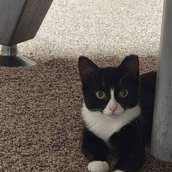Monroe -  Domestic Short Hair Cat for Adoption in Bellmawr, New Jersey - Monroe | PetCurious