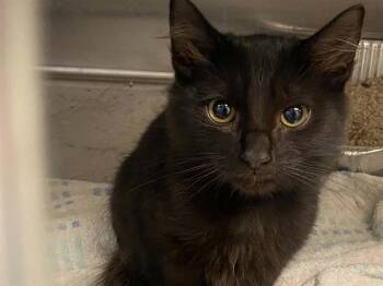 PERU -  Domestic Short Hair Cat for Adoption in Tustin, California - PERU | PetCurious