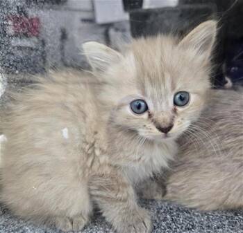 Rescue Domestic Long Hair Cats for Adoption in Dallas, Texas - SANDY | PetCurious