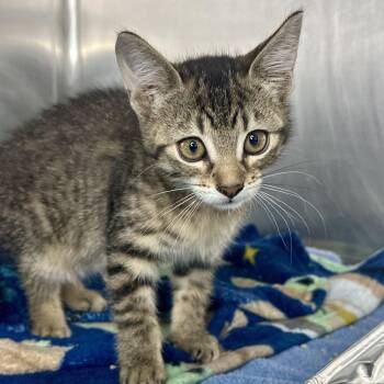 Trousers -  Domestic Short Hair Cat for Adoption in Matteson, Illinois - Trousers | PetCurious