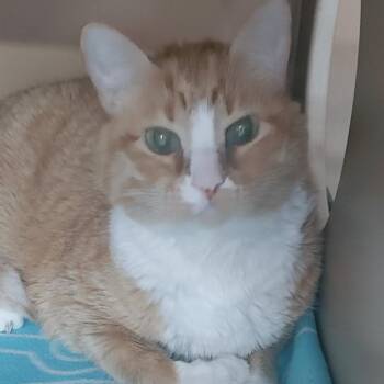 American Shorthair Cats Available for Adoption in Colorado Springs, Colorado - Andy | PetCurious