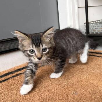 Keller -  Domestic Medium Hair Cat for Adoption in Candler, North Carolina - Keller | PetCurious