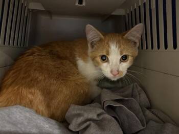 Rescue Domestic Short Hair Cats for Adoption in Brentwood, Missouri - OLIVE | PetCurious