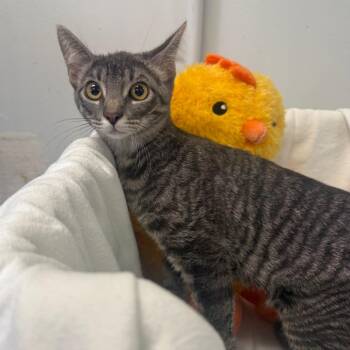 Jetty -  Domestic Short Hair Cat for Adoption in Houston, Texas - Jetty | PetCurious