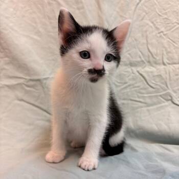 Domestic Short Hair Cats Available for Adoption in Royse City, Texas - Super Mario | PetCurious