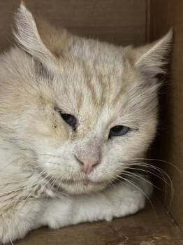 Spooky -  Snowshoe Cat for Adoption in Golden, Colorado - Spooky | PetCurious
