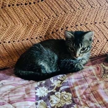 Squirt -  American Shorthair Cat for Adoption in Mount Vernon, Arkansas - Squirt | PetCurious